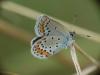 Plebejus argyrognomon
